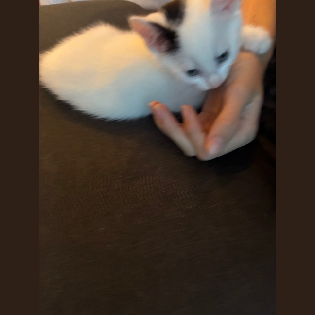 Photo of Comet