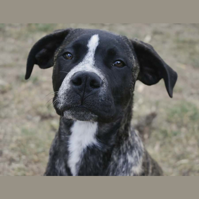 Photo of Diesel