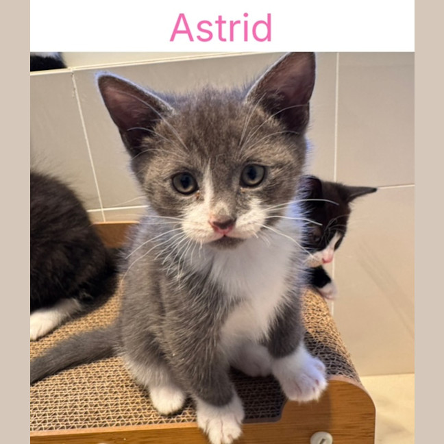 Photo of Astrid