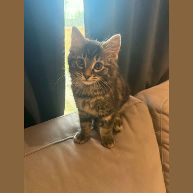 Photo of Mow Mow *9 Lives Project Rescue*