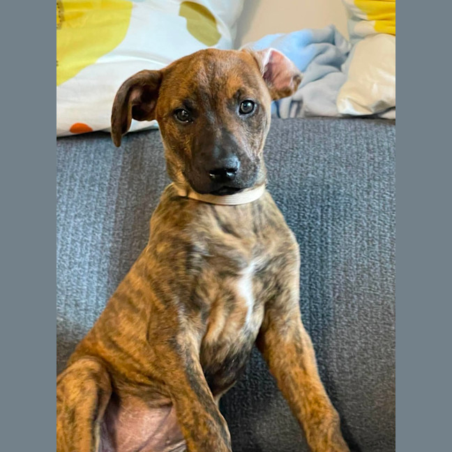 Photo of Izzy