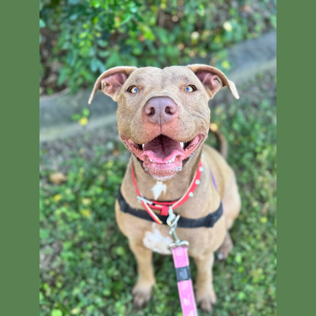 Photo of Cinnamon Toast