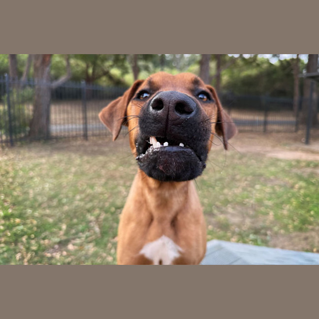 Photo of Rex