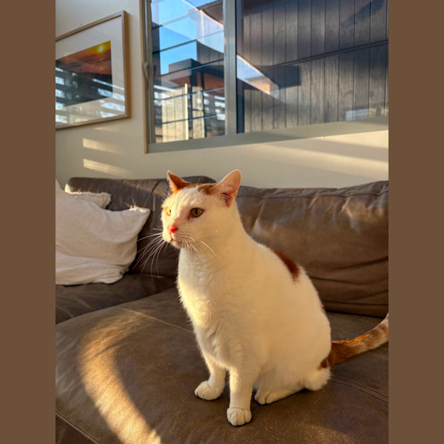 Photo of Gus   10 Year Old Domestic Short Hair