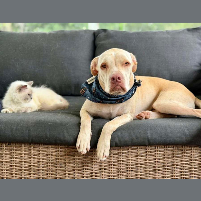 Photo of Sparrow *$250 Adoption Fee* 