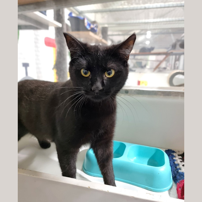 Photo of Spook
