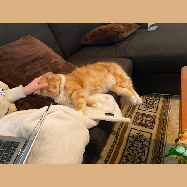 Photo of Mango