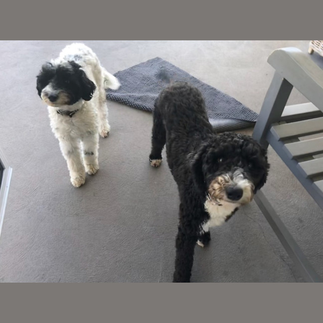 Photo of Frankie & Rosie