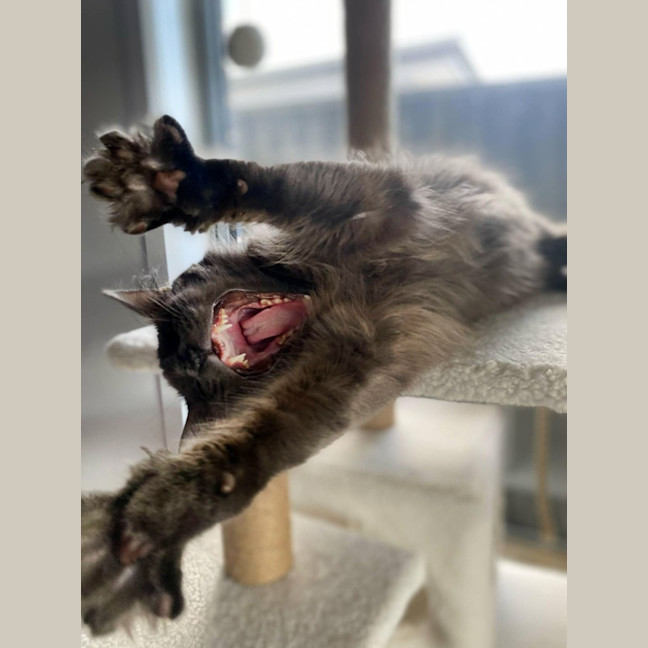 Photo of 💙 Blu 💙