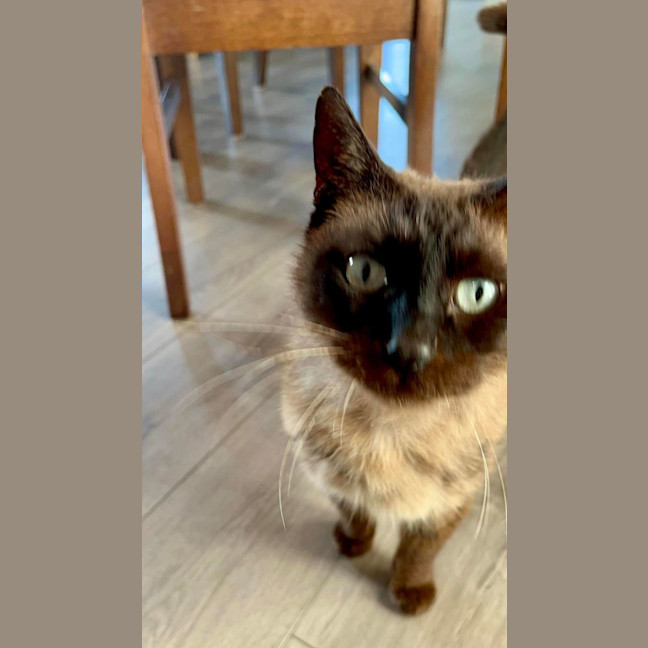 Photo of Shadie (Assisted Rehome)