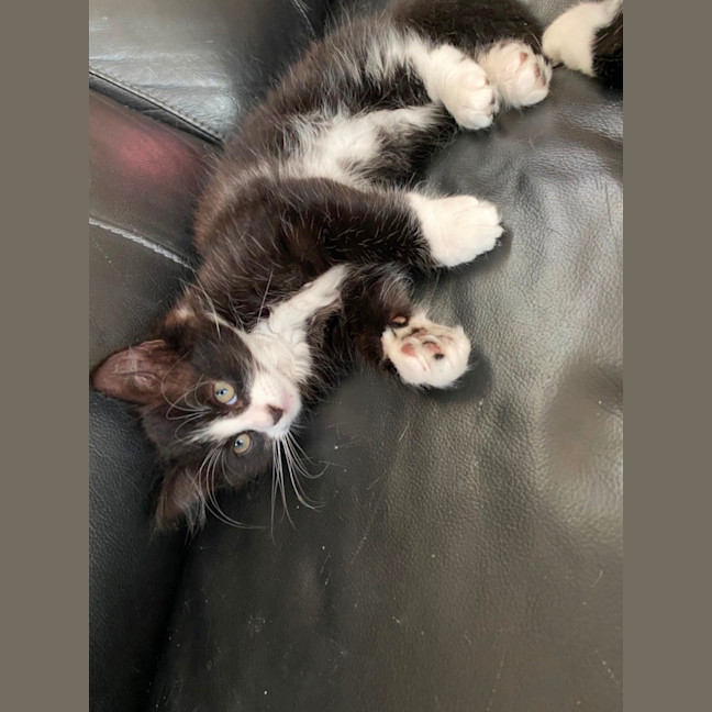 Photo of Charming Meet Me At Pet Stock Chelsea