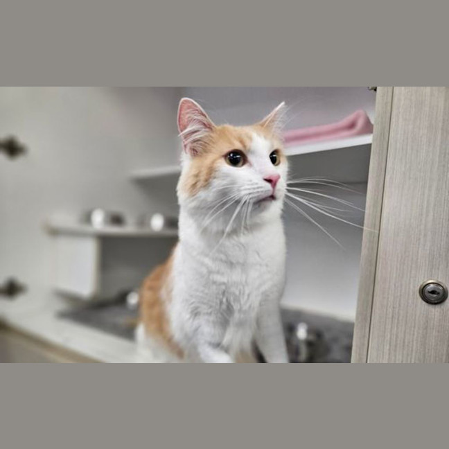 Photo of Pipi