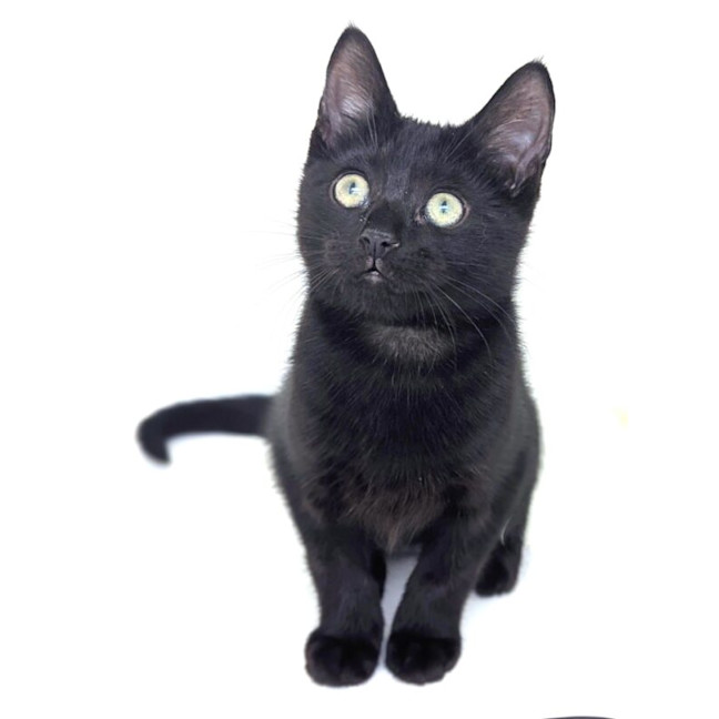 Photo of Luna