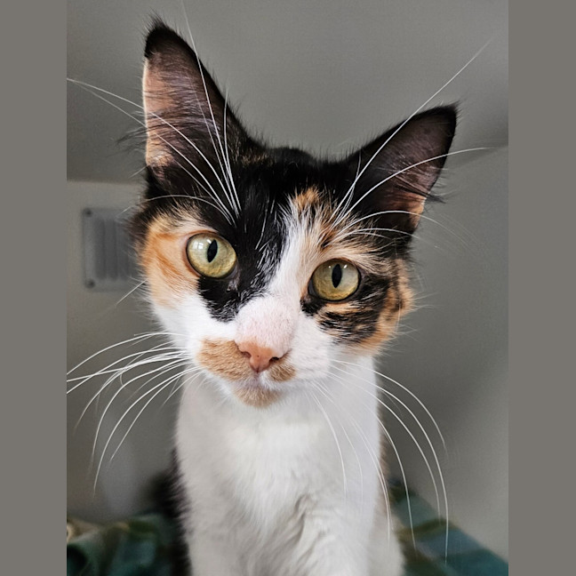 Photo of Spot