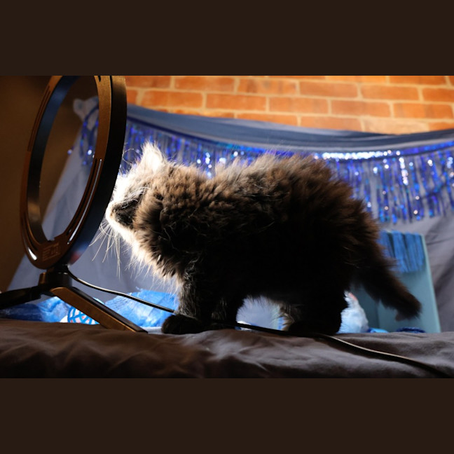 Photo of Electron