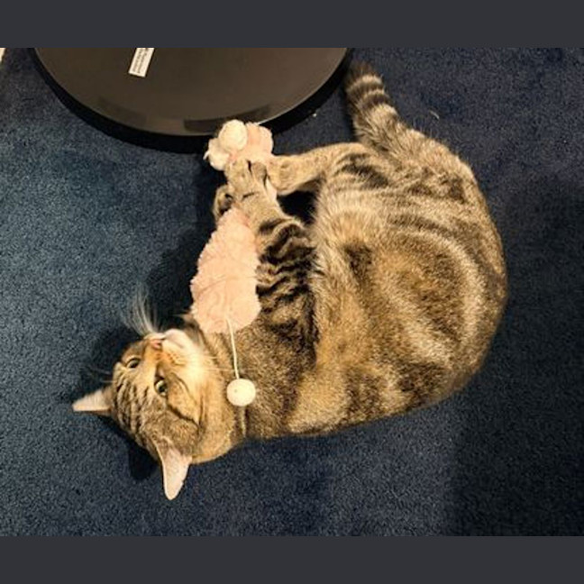 Photo of Rocket