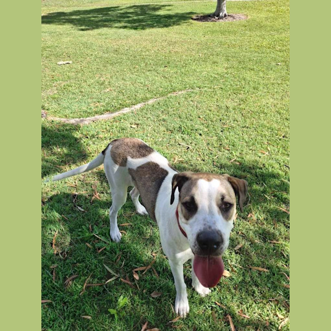 Photo of Clover *$350 Adoption Fee*