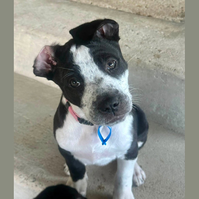 Photo of Nova
