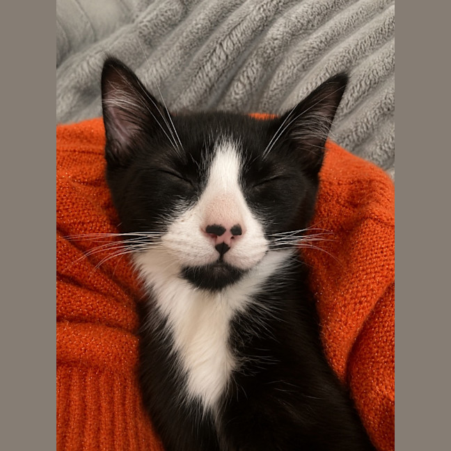 Photo of Ophelia