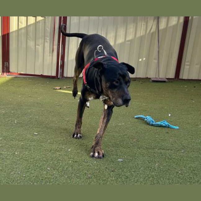 Photo of Roxy