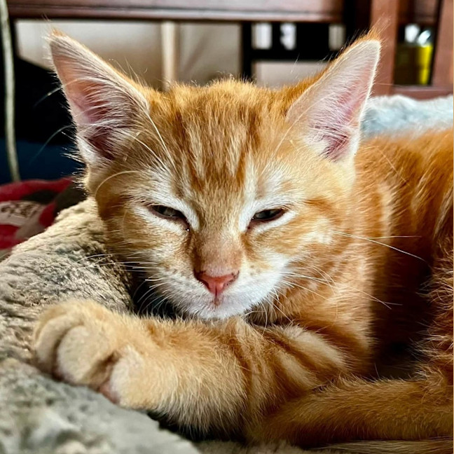 Photo of Cheezel