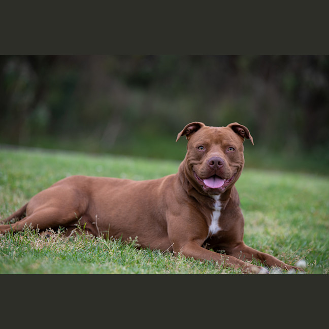 Photo of Mocha