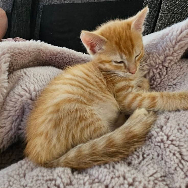 Photo of Ginger Biscuits