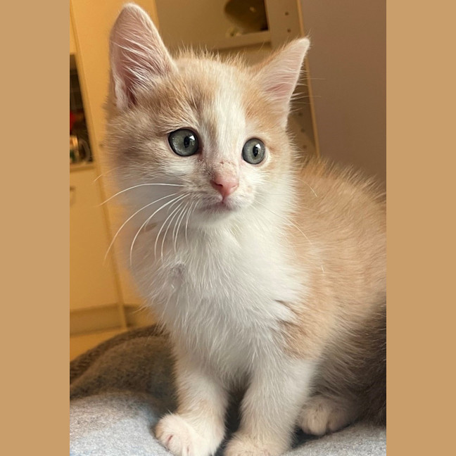 Photo of C1611 Oliver