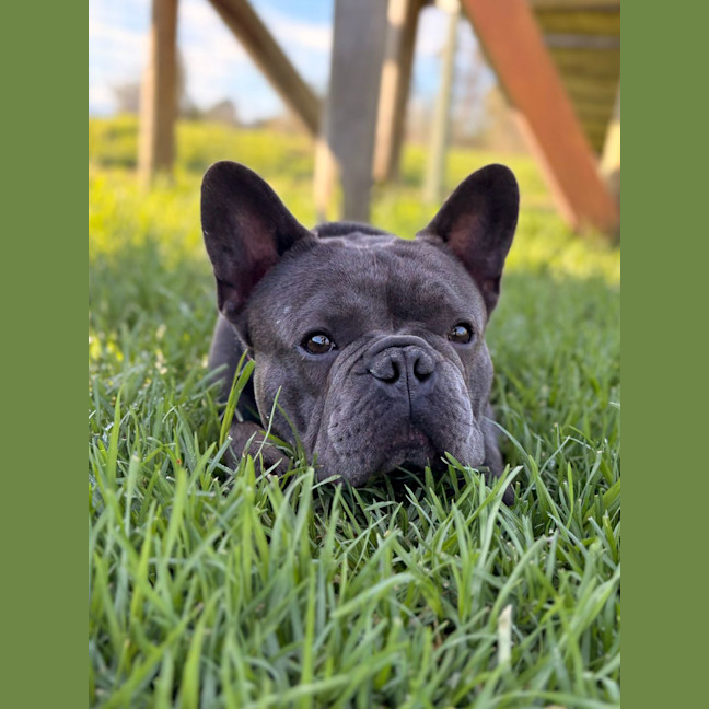 Photo of Nigel