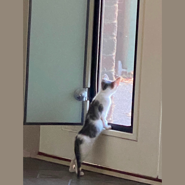 Photo of Moana   Meet Me At Petstock Chelsea