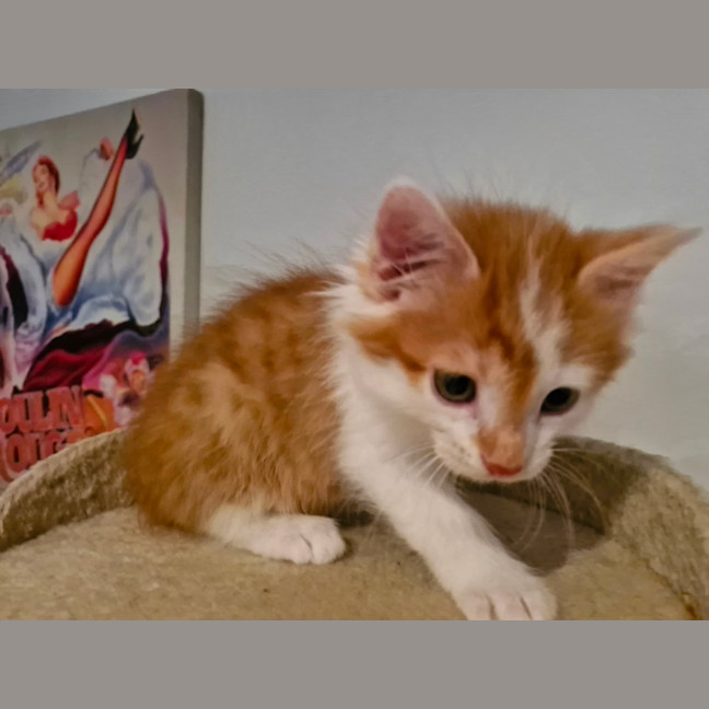 Photo of Ginger Meggs 
