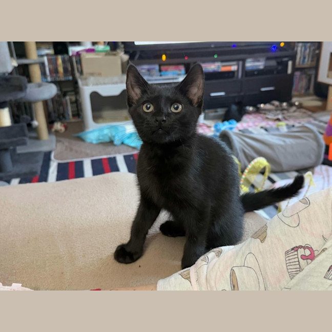 Photo of Carlisle **2nd Chance Cat Rescue**