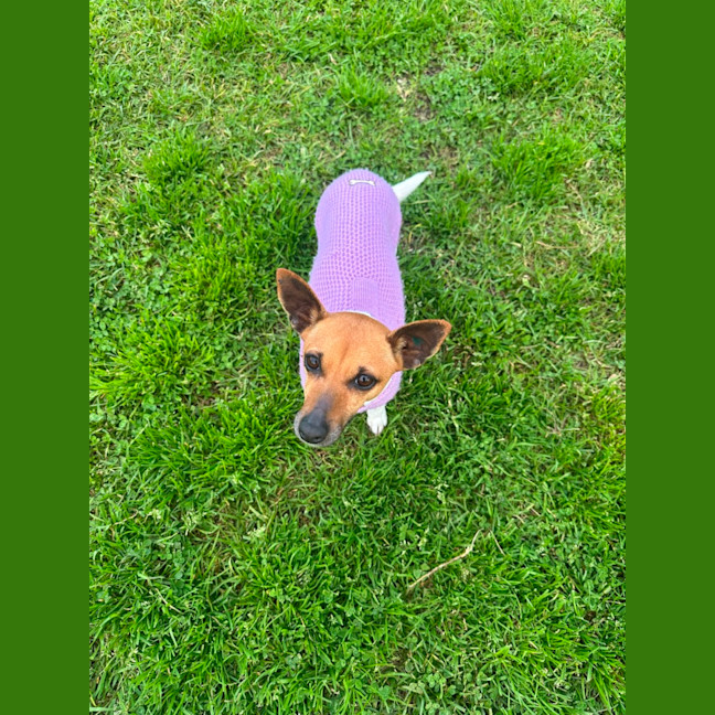 Photo of Lottie