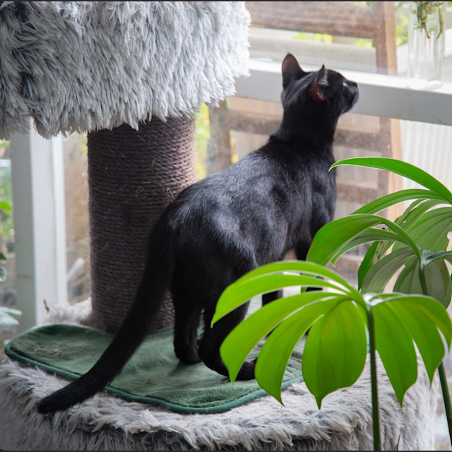 Photo of Nehira