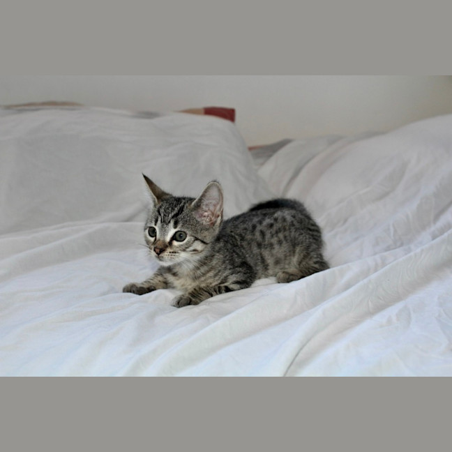 Photo of Bean