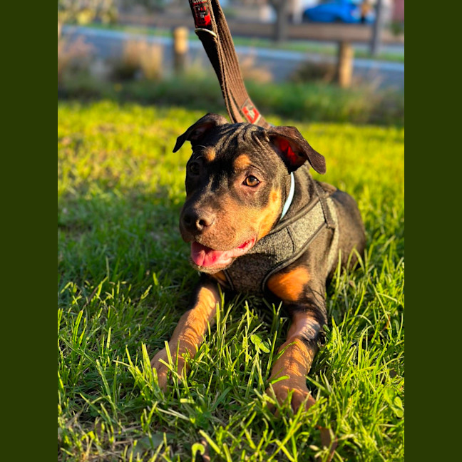 Photo of Yabba
