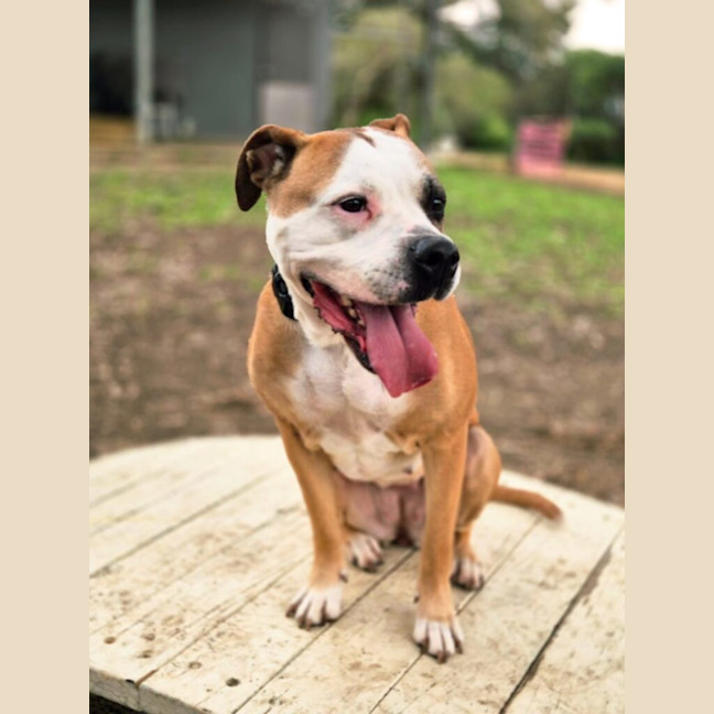 Photo of Shelby