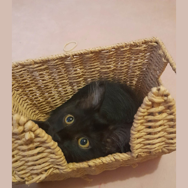 Photo of Penny (Wise)