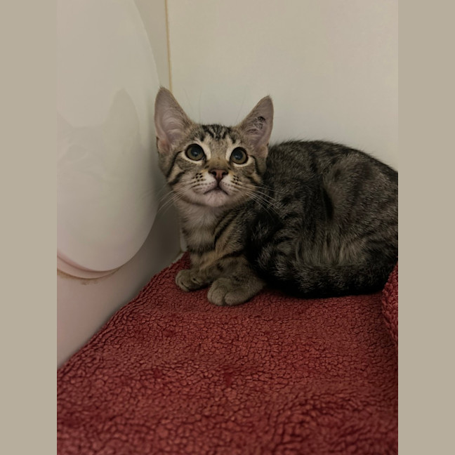 Photo of Smokey