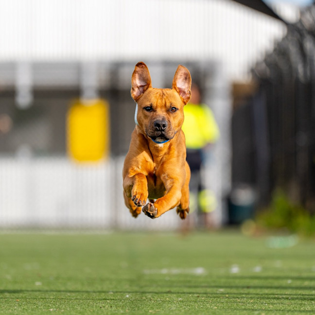 Photo of Bud Imp 1210