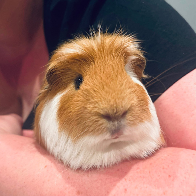 Photo of Helmet / Earmuff