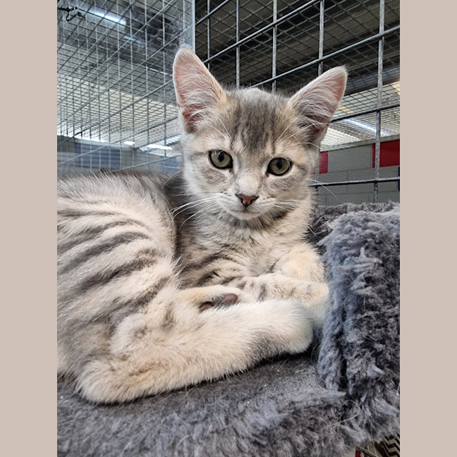 Photo of Crookshanks