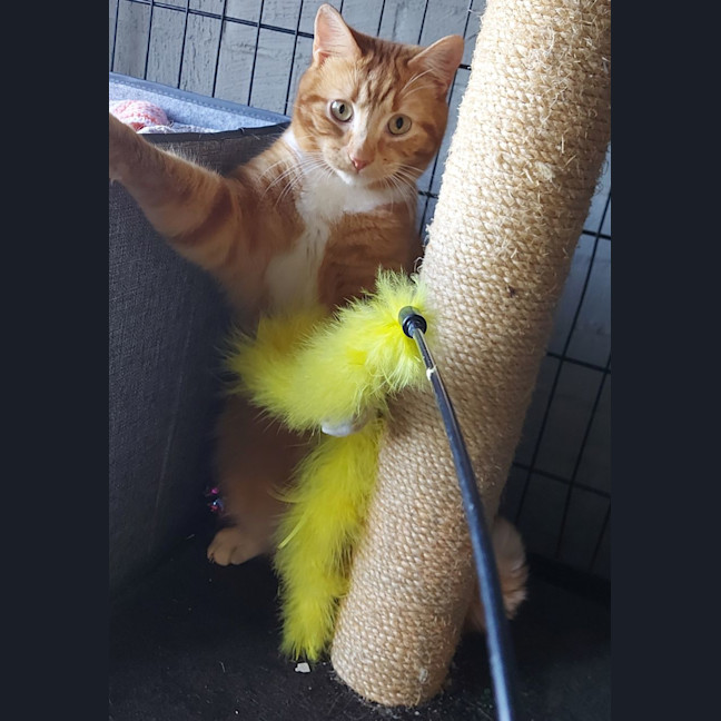 Photo of Leyton & Dakota 🐈‍⬛🌺