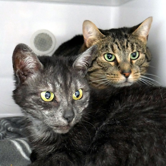 Photo of Tigga Sua014418 & Chip Sua014419