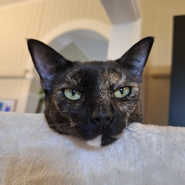 Photo of Fudge
