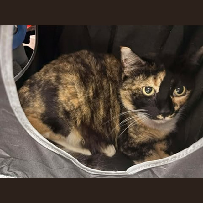 Photo of Dolly Dimples