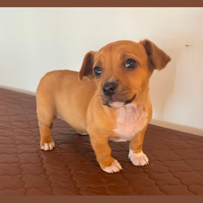 Photo of Crystal & Echo