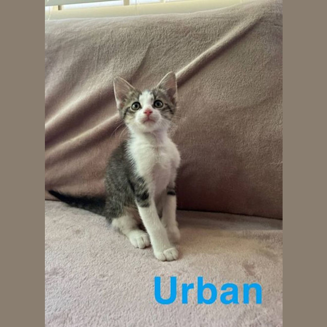 Photo of Urban