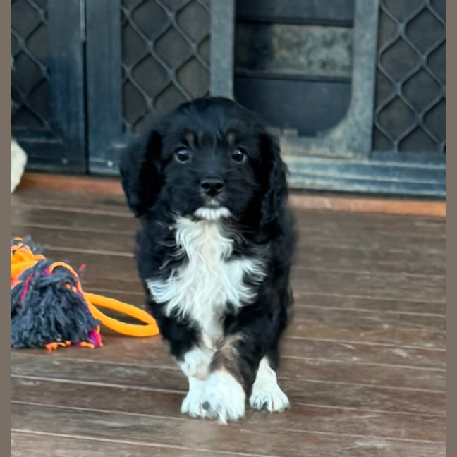 Photo of Zoe