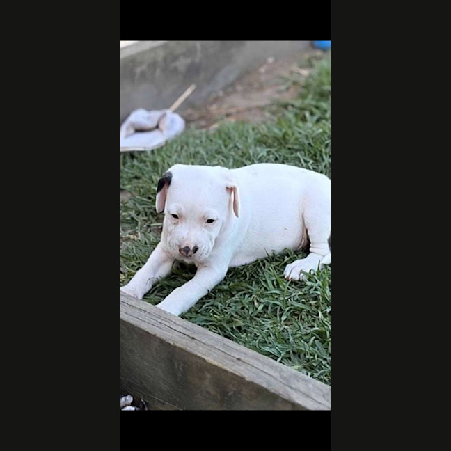 Photo of Spot 